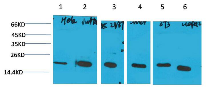 Cyclophilin B Monoclonal Antibody