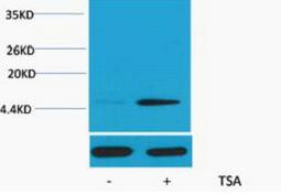Histone H2B (Acetyl Lys20) Polyclonal Antibody