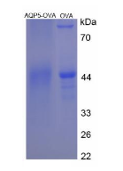 OVA Conjugated Aquaporin 5 (AQP5)