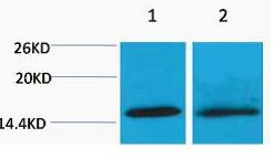 Histone H4 (Tri Methyl Lys20) Polyclonal Antibody