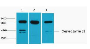 Lamin B1 Polyclonal Antibody