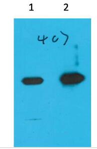 Nano-Tag9 Monoclonal Antibody