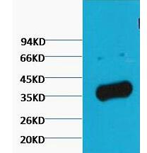 GAPDH Polyclonal Antibody