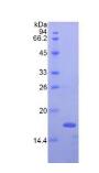 Active Interferon Gamma (IFNg)