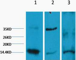 Histone H3 (Di Methyl Lys9) Monoclonal Antibody(3C2)