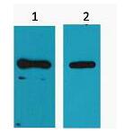 His-Tag Monoclonal Antibody
