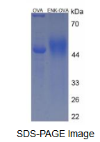 OVA Conjugated Enkephalin (ENK)