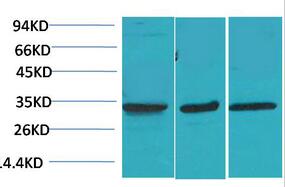 CACNG3 Polyclonal Antibody