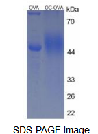 OVA Conjugated Osteocalcin (OC)