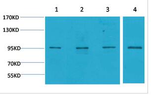 ERK 3 Polyclonal Antibody
