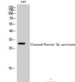 Cleaved-Factor Xa activated HC (I235) Polyclonal Antibody