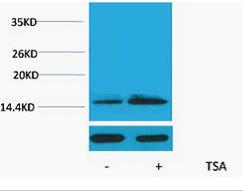 Histone H2B (Acetyl Lys15) Polyclonal Antibody