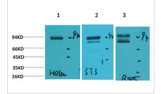 Stat1 Polyclonal Antibody