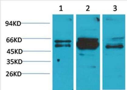 Flotillin-2 Polyclonal Antibody