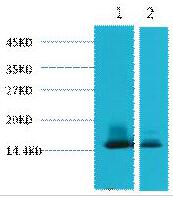 alpha Lactalbumin Monoclonal Antibody