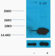 Histone H3 (Acetyl Lys9) Polyclonal Antibody