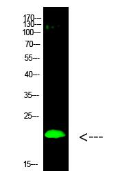 Histone H3 (Di-Methyl-K80) Polyclonal Antibody