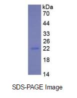Eukaryotic Interleukin 10 (IL10)