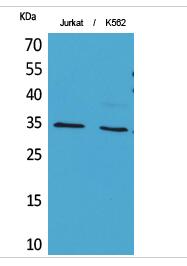Ref-1 (Acetyl Lys7) Polyclonal Antibody