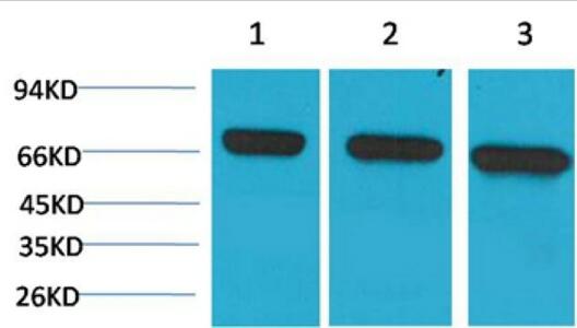 HSC70 Monoclonal Antibody