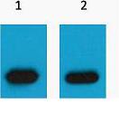 mCherry-Tag Polyclonal Antibody