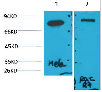 GRP78/Bip Monoclonal Antibody