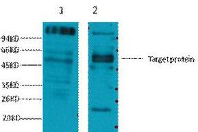Western blot analysis of 1) Hela, 2) Mouse Brain tissue, diluted at 1:2000.
