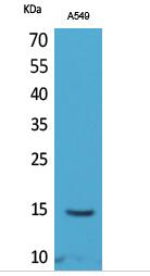 Histone H2B (Acetyl Lys126) Polyclonal Antibody