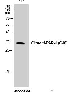 Cleaved-PAR-4 (G48) Polyclonal Antibody