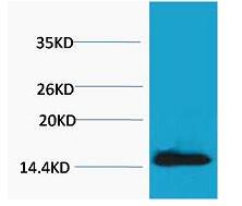 Histone H2A.X (Phospho Tyr142) Polyclonal Antibody