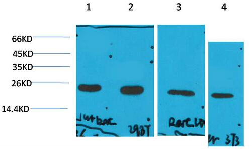 Cyclophilin B Monoclonal Antibody