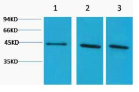 α-Skeletal Muscle Actin Polyclonal Antibody