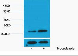 Histone H3 (Phospho Thr3) Polyclonal Antibody