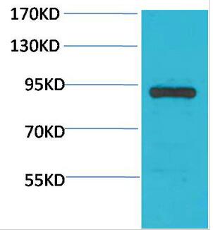 Stat4 Polyclonal Antibody