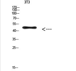 E2F-3 (Acetyl-Lys168) Polyclonal Antibody