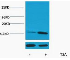 Histone H2A (Acetyl Lys9) Polyclonal Antibody