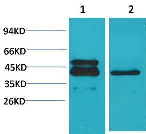CREB-1 Monoclonal Antibody