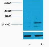 Histone H3 (Phospho Ser28) Polyclonal Antibody