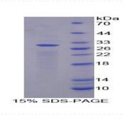 Native Myoglobin (MYO)