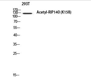 RIP140 (Acetyl Lys158) Polyclonal Antibody