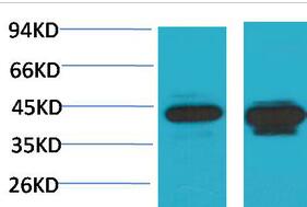 HAO1 Polyclonal Antibody