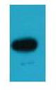 BFP Polyclonal Antibody