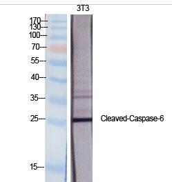 Cleaved-Caspase-6 p18 (D162) Polyclonal Antibody