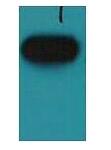 HA-Tag Monoclonal Antibody