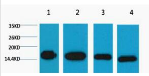 Histone H3 Monoclonal Antibody