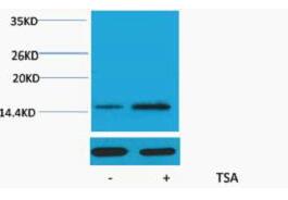 Histone H2A (Acetyl Lys15) Polyclonal Antibody