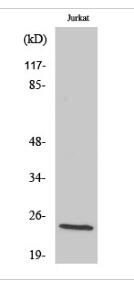 Cleaved-KLK8 (V33) Polyclonal Antibody