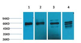 Beclin-1 Polyclonal Antibody