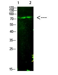 E2F-1 (Acetyl-K125) Polyclonal Antibody