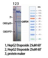 Cleaved-Caspase-3 p17 (D175) Polyclonal Antibody